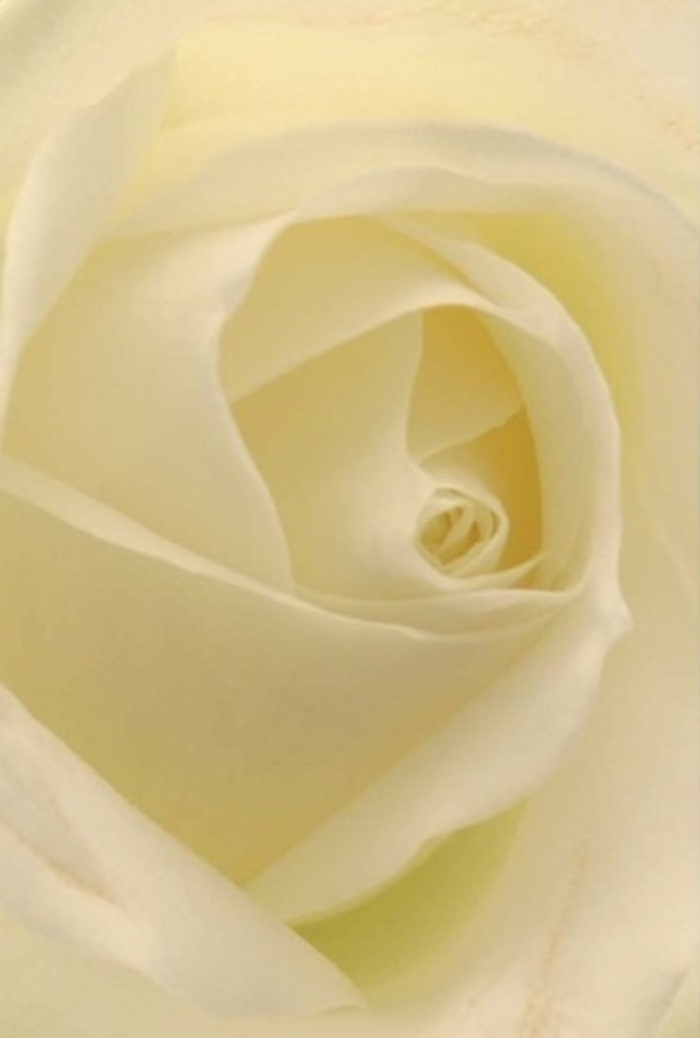 Peer closely at this classic white rose through a Hook florist's eyes, and you'll become enthralled by the serene interplay of texture and shade. Each petal, from the creamy-white outer layers to the soft lemon-tinged heart, forms a perfect spiral that echoes the gentle flow of local streams winding past Hook's green spaces. There's a sophisticated tranquillity here: the bloom bathes in warm, natural light reminiscent of sunlight spilling through the shopfronts on Hook Parade, illuminating each velvety surface and enhancing the ethereal quality of the flower's form. This rose's tranquil structure, almost glowing from within, suits heartfelt gestures-from apologies to romantic offerings, or as a centrepiece for elegant gatherings at a local hall. Every layer hints at purity and resilience, while the subtlest variations in light and shadow add depth and personality. The faint, clean aroma is there as well, conjuring memories of fresh arrangements ready for hand delivery across Hook's high streets and quiet corners. Each composition is not just a bloom, but a message-crafted with intention, and always appropriate for conveying empathy, admiration, or celebration in the heart of the Hook community.